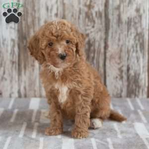 Gabriella, Mini Labradoodle Puppy